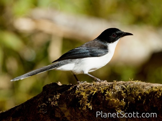 Black-backed Sibia (Heterophasia melanoleuca)