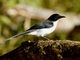 Black-backed Sibia (Heterophasia melanoleuca)