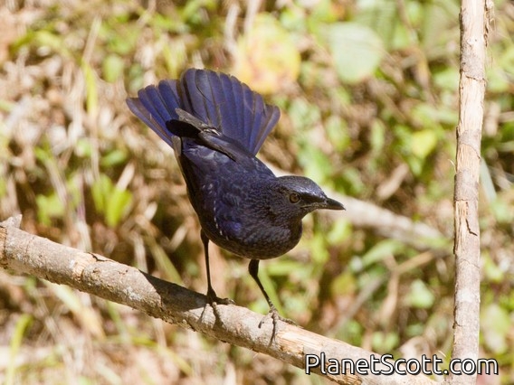 Blue Whistling-Thrush (Myophonus caeruleus)