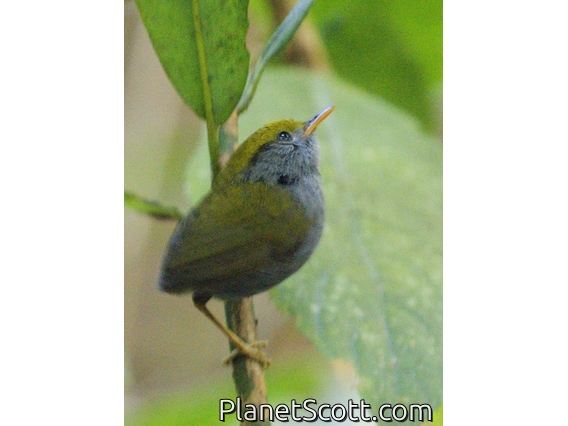 Slaty-bellied Tesia (Tesia olivea)