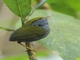 Slaty-bellied Tesia (Tesia olivea)