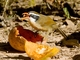 Brown-crowned Scimitar-Babbler (Pomatorhinus phayrei)