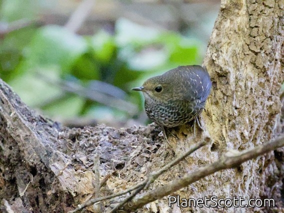 Pygmy Cupwing (Pnoepyga pusilla)