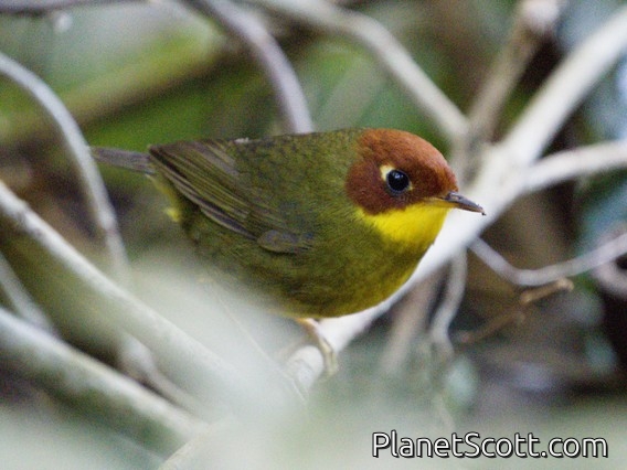 Chestnut-headed Tesia (Tesia castaneocoronata)