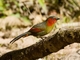 Scarlet-faced Liocichla (Liocichla ripponi)