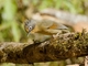 Spectacled Barwing (Actinodura ramsayi)