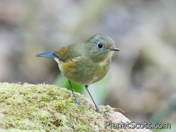 Red-flanked Bluetail (Tarsiger cyanurus)
