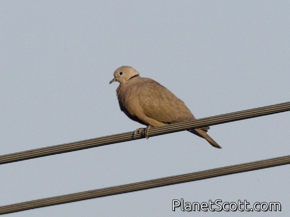 Red Collared-Dove (Streptopelia tranquebarica)