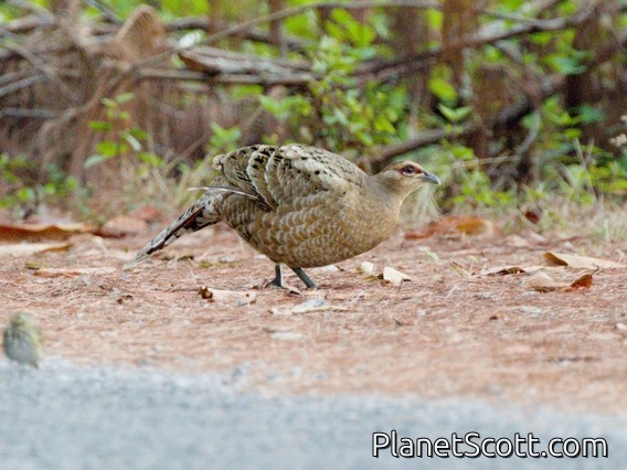 Mrs. Hume's Pheasant (Syrmaticus humiae) - Female