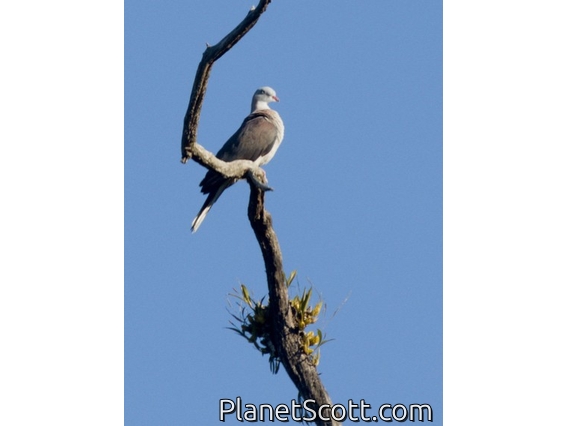 Mountain Imperial-Pigeon (Ducula badia)