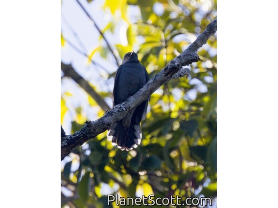 Black-winged Cuckooshrike (Lalage melaschistos)