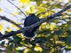 Black-winged Cuckooshrike (Lalage melaschistos)