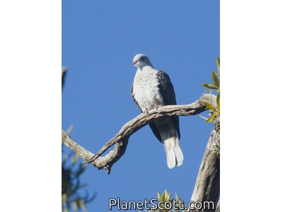 Mountain Imperial-Pigeon (Ducula badia)