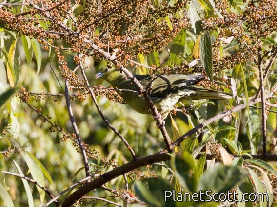 Wedge-tailed Green-Pigeon (Treron sphenurus)