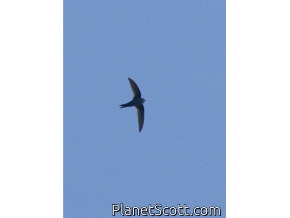 Cook's Swift (Apus cooki)