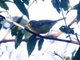 White-spectacled Warbler (Phylloscopus intermedius)