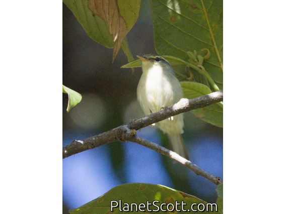 Davison's Leaf Warbler (Phylloscopus davisoni)
