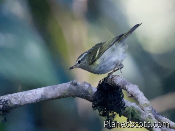 Yellow-browed Warbler (Phylloscopus inornatus)