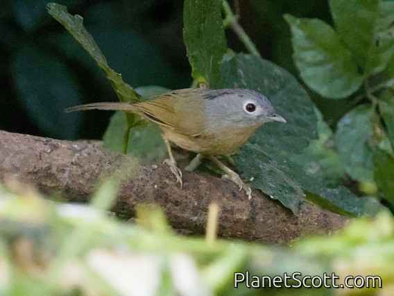 Yunnan Fulvetta (Alcippe fratercula)
