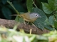Yunnan Fulvetta (Alcippe fratercula)