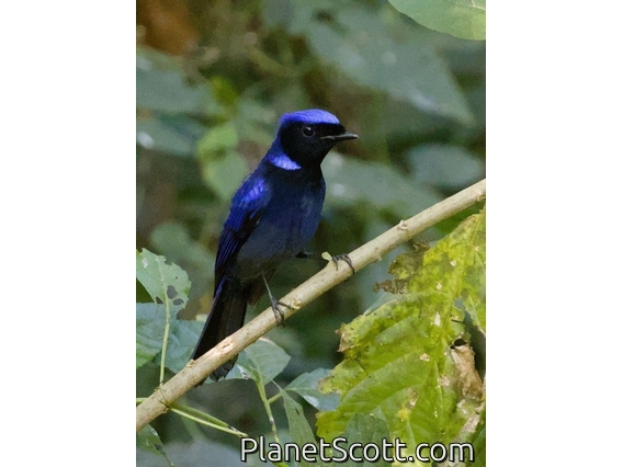 Large Niltava (Niltava grandis) - Male