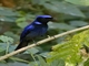 Large Niltava (Niltava grandis) - Male