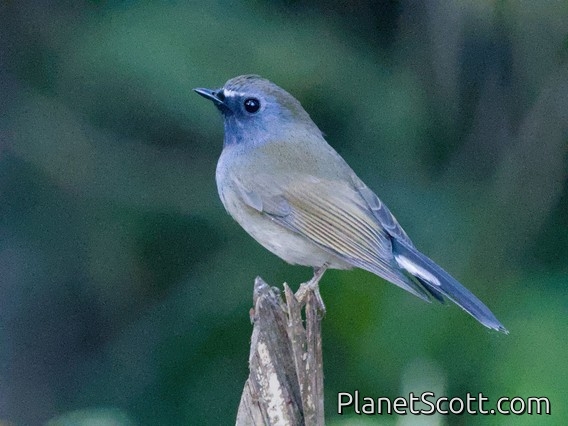 Rufous-gorgeted Flycatcher (Ficedula strophiata)