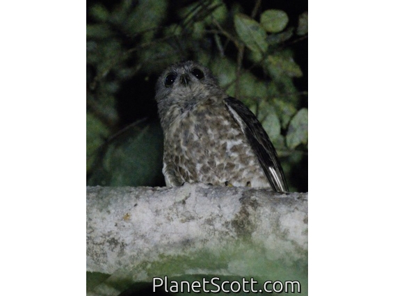 Brown Boobook (Ninox scutulata)