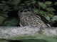 Brown Boobook (Ninox scutulata)