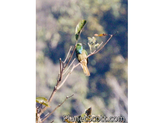 Blue-bearded Bee-eater (Nyctyornis athertoni)