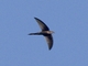 Asian Palm Swift (Cypsiurus balasiensis)
