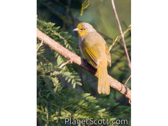 Stripe-throated Bulbul (Pycnonotus finlaysoni)