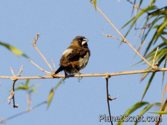White-rumped Munia (Lonchura striata)
