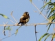White-rumped Munia (Lonchura striata)