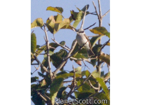 Large Woodshrike (Tephrodornis virgatus)