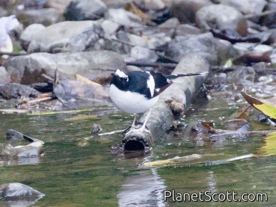 Black-backed Forktail (Enicurus immaculatus)
