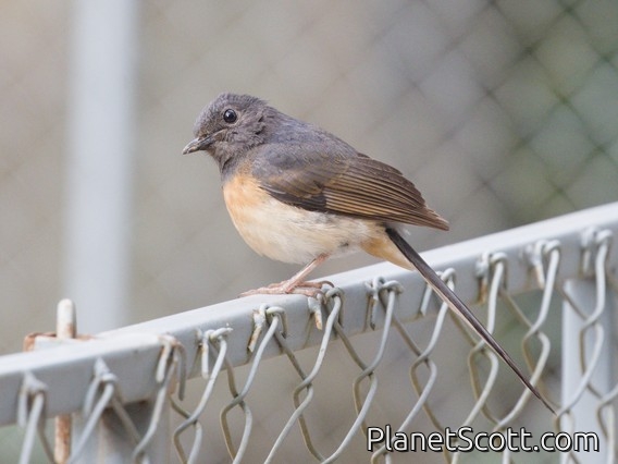 White-rumped Shama (Copsychus malabaricus)