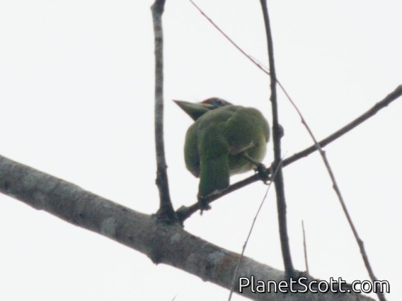 Blue-eared Barbet (Psilopogon cyanotis)