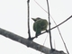 Blue-eared Barbet (Psilopogon cyanotis)