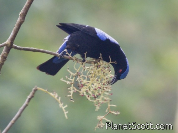 Asian Fairy-bluebird (Irena puella)