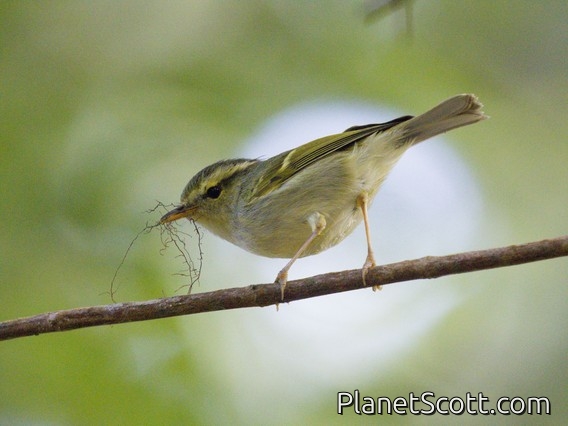 Davison's Leaf Warbler (Phylloscopus intensior)
