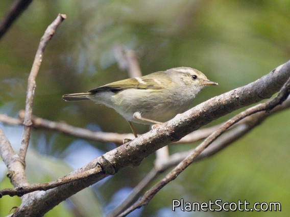 Claudia's Leaf Warbler (Phylloscopus claudiae)