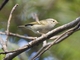 Claudia's Leaf Warbler (Phylloscopus claudiae)