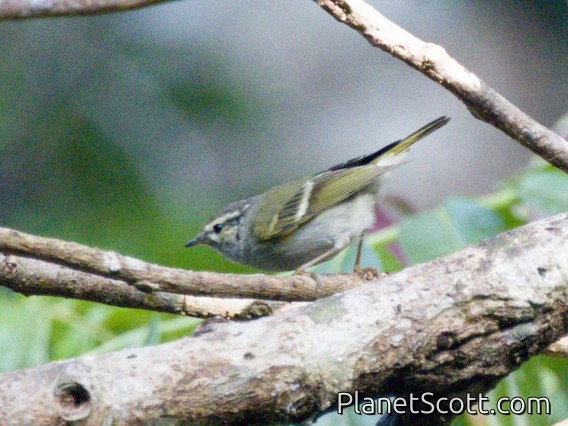 Buff-barred Warbler (Phylloscopus pulcher)