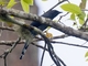Black-winged Cuckooshrike (Lalage melaschistos)