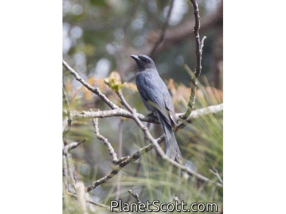 Ashy Drongo (Dicrurus leucophaeus)