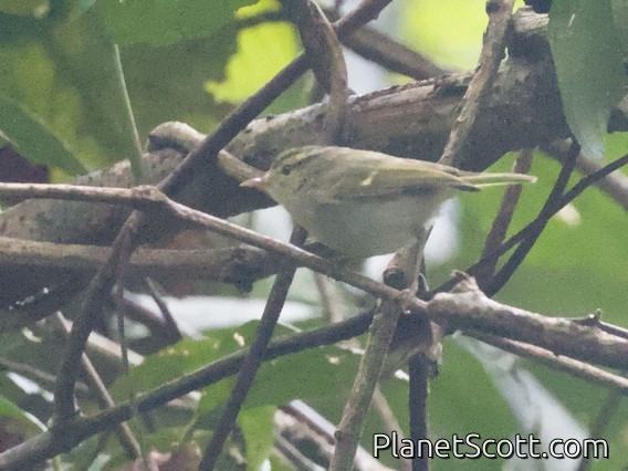 Sakhalin Leaf Warbler (Phylloscopus borealoides)