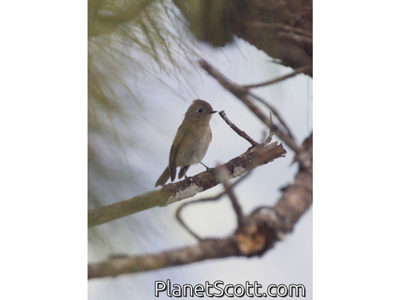 Taiga Flycatcher (Ficedula albicilla)
