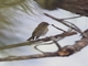 Slaty-backed Flycatcher (Ficedula erithacus)