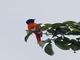 Long-tailed Minivet (Pericrocotus ethologus)